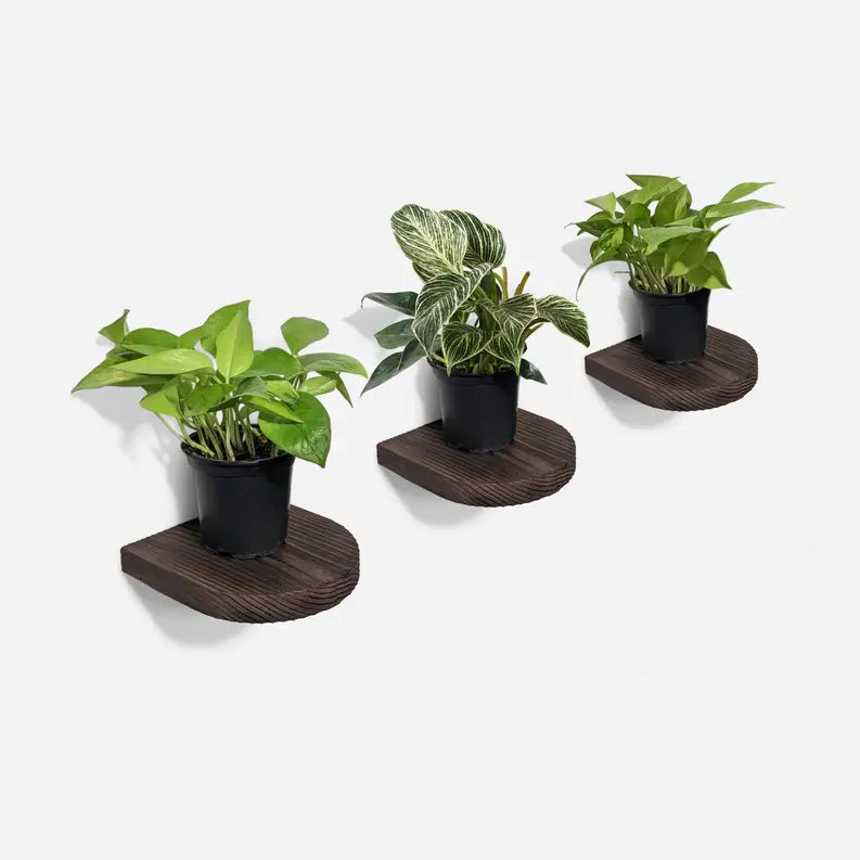 Rainbow plant shelf Formr