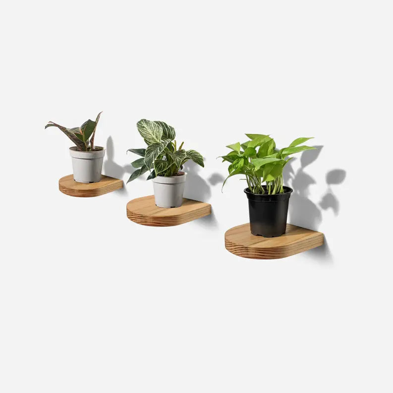 Rainbow plant shelf Formr