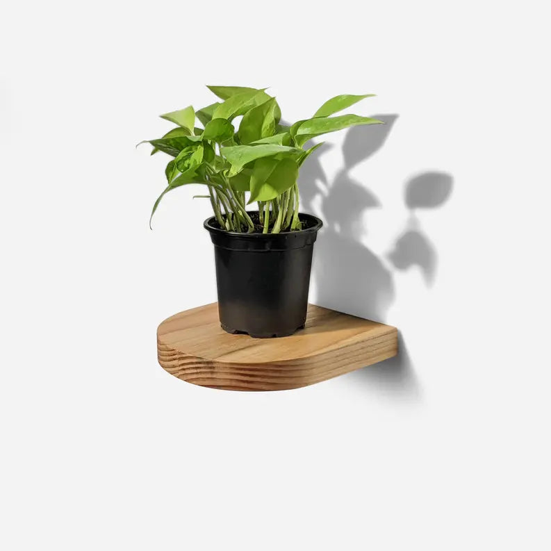 Rainbow plant shelf Formr