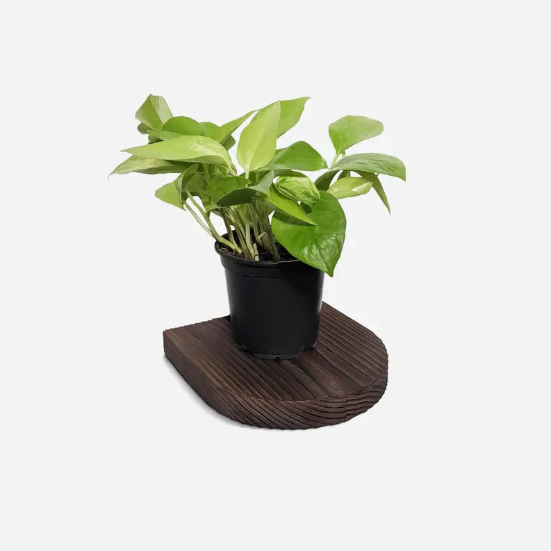 Rainbow plant shelf Formr