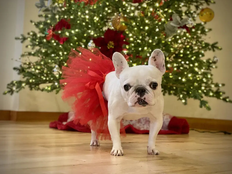 Red Christmas Dog Tutu Skirt (Large) Tutu Joli