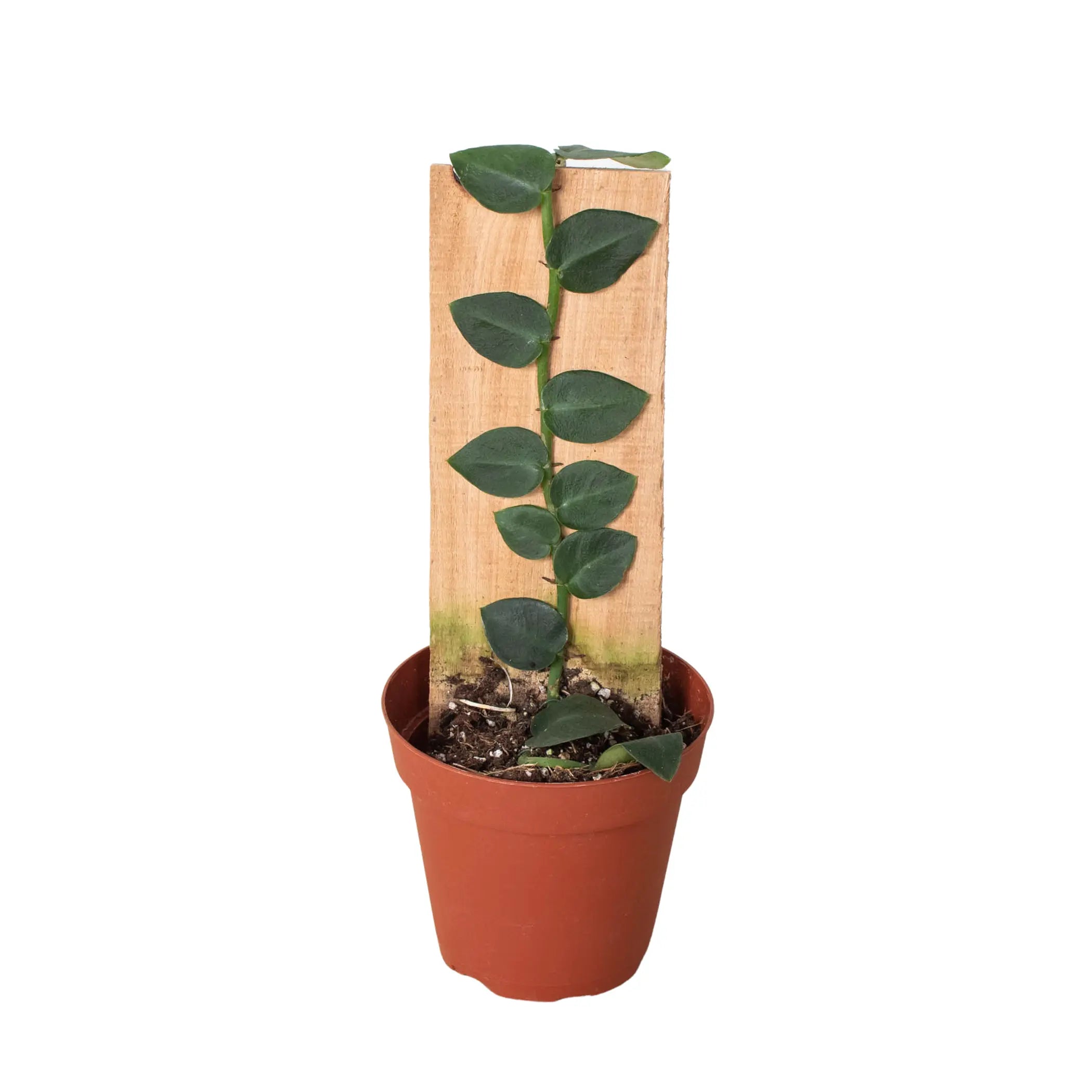 Rhaphidophora 'Hayi' (Shingle Plant) House Plant Dropship