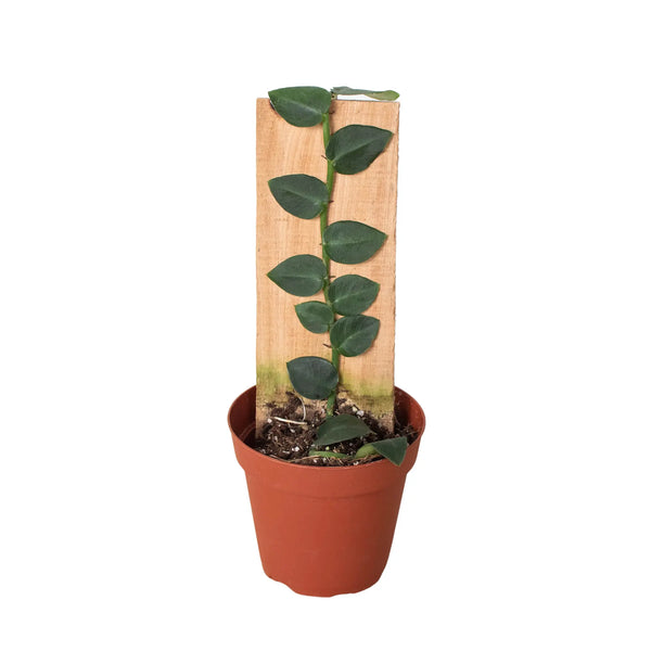 Rhaphidophora 'Hayi' (Shingle Plant) House Plant Dropship