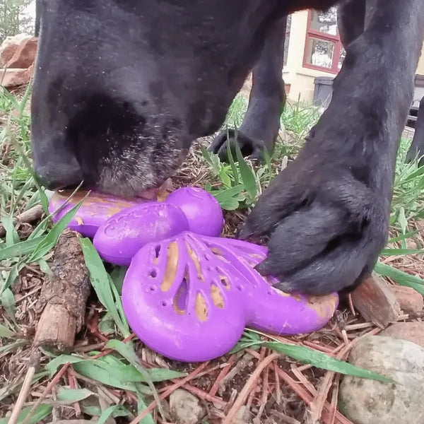 SP Butterfly Chew and Enrichment Toy SodaPup