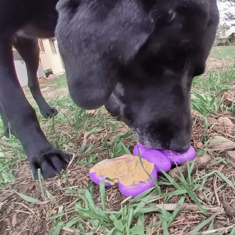 SP Butterfly Chew and Enrichment Toy SodaPup
