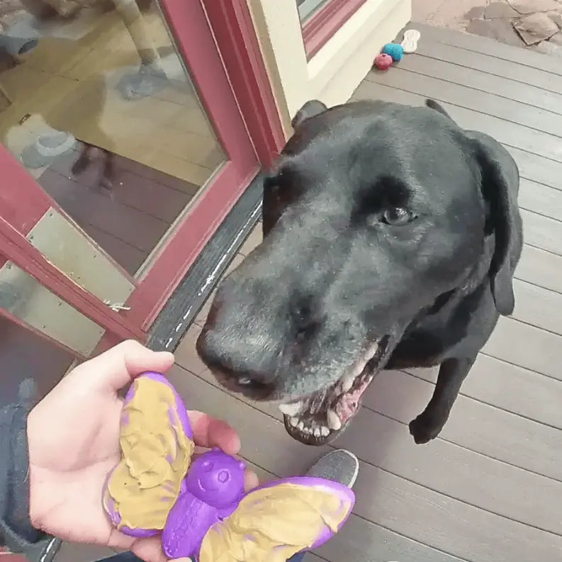 SP Butterfly Chew and Enrichment Toy SodaPup