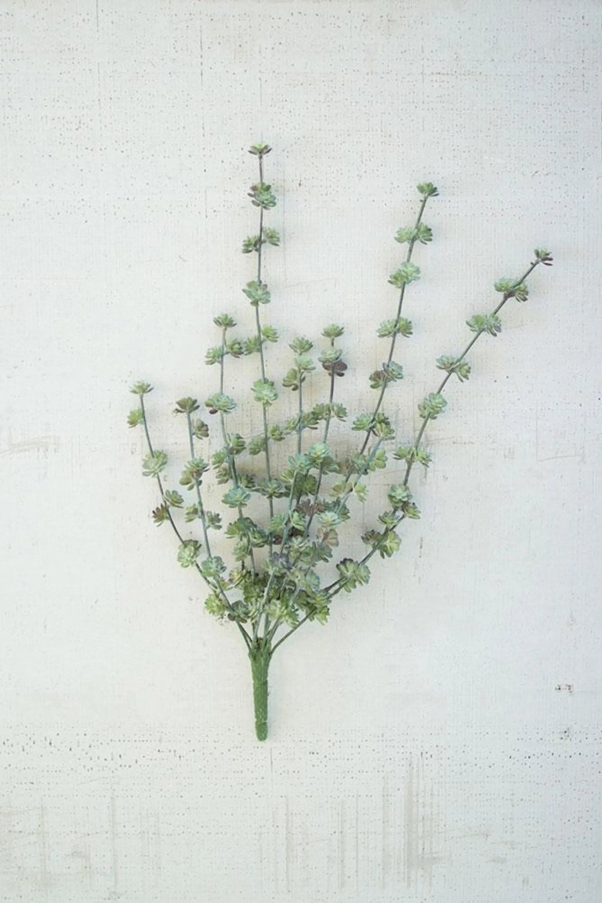 SUCCULENT BUSH Kalalou