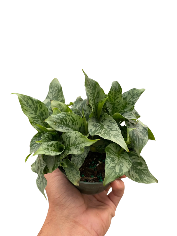 Schismatoglottis 'Thailand' House Plant Wholesale