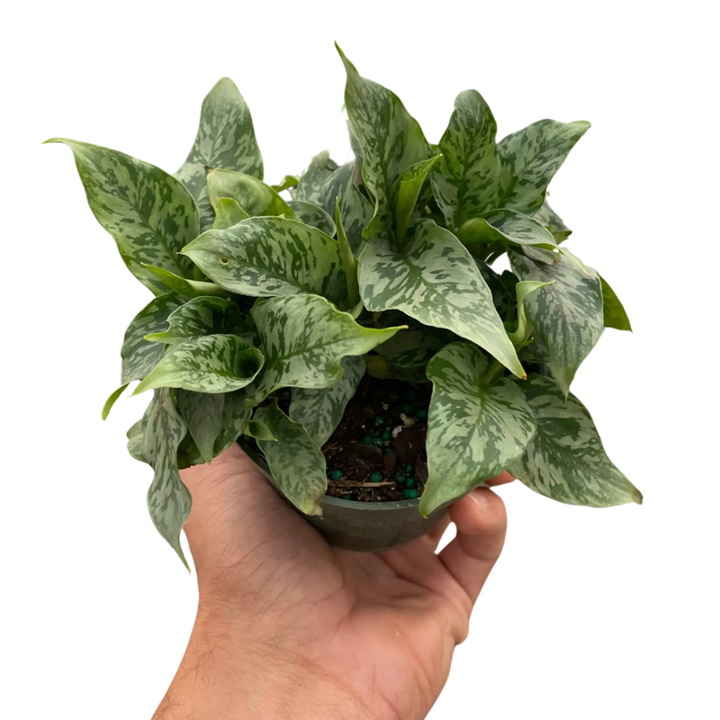 Schismatoglottis 'Thailand' House Plant Wholesale