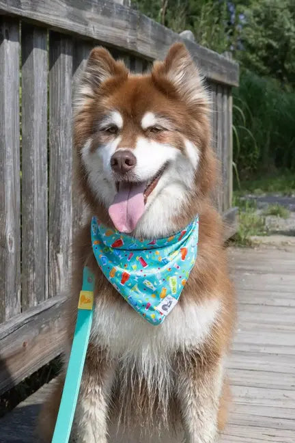 Seaside Sips Dog Bandana Aria the Fox