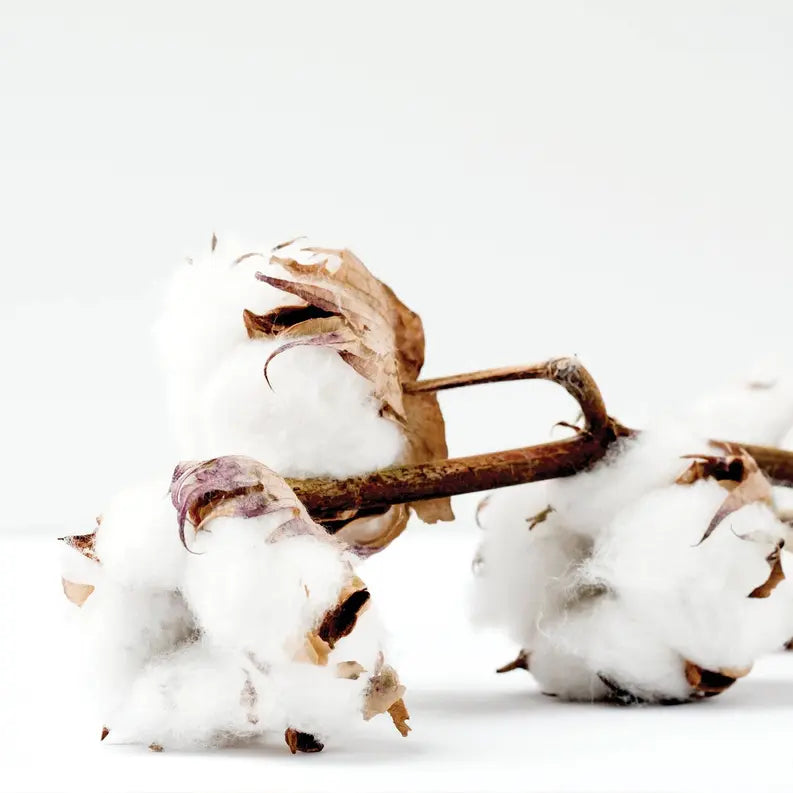 Seersucker Bar Soap Salacia Salts