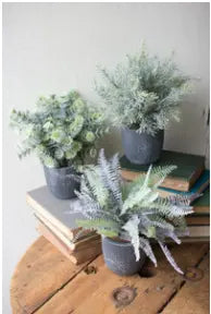 Set Of Three Ferns With Round Grey Pots Kalalou