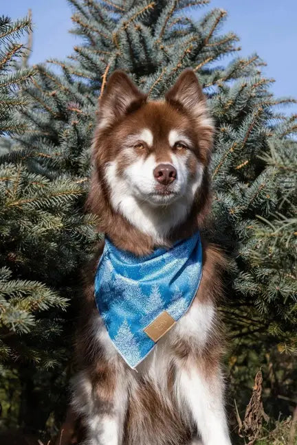 Siberian Spruce Dog Bandana Aria the Fox