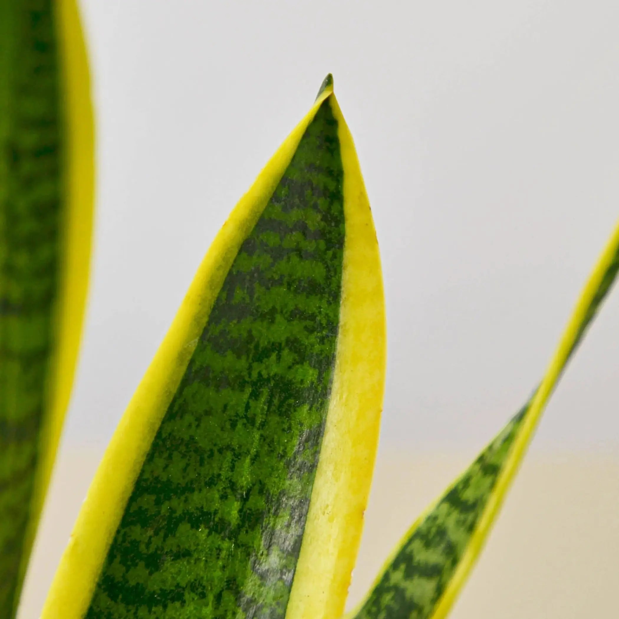 Snake Plant Laurentii House Plant Wholesale