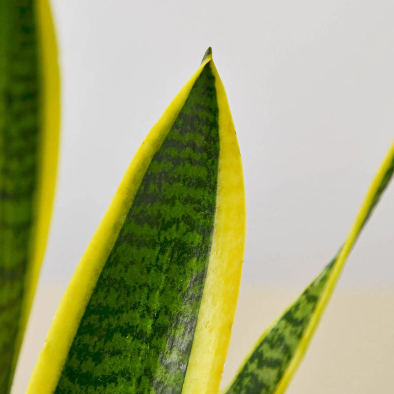 Snake Plant Laurentii House Plant Wholesale
