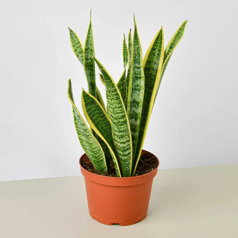 Snake Plant Laurentii House Plant Wholesale