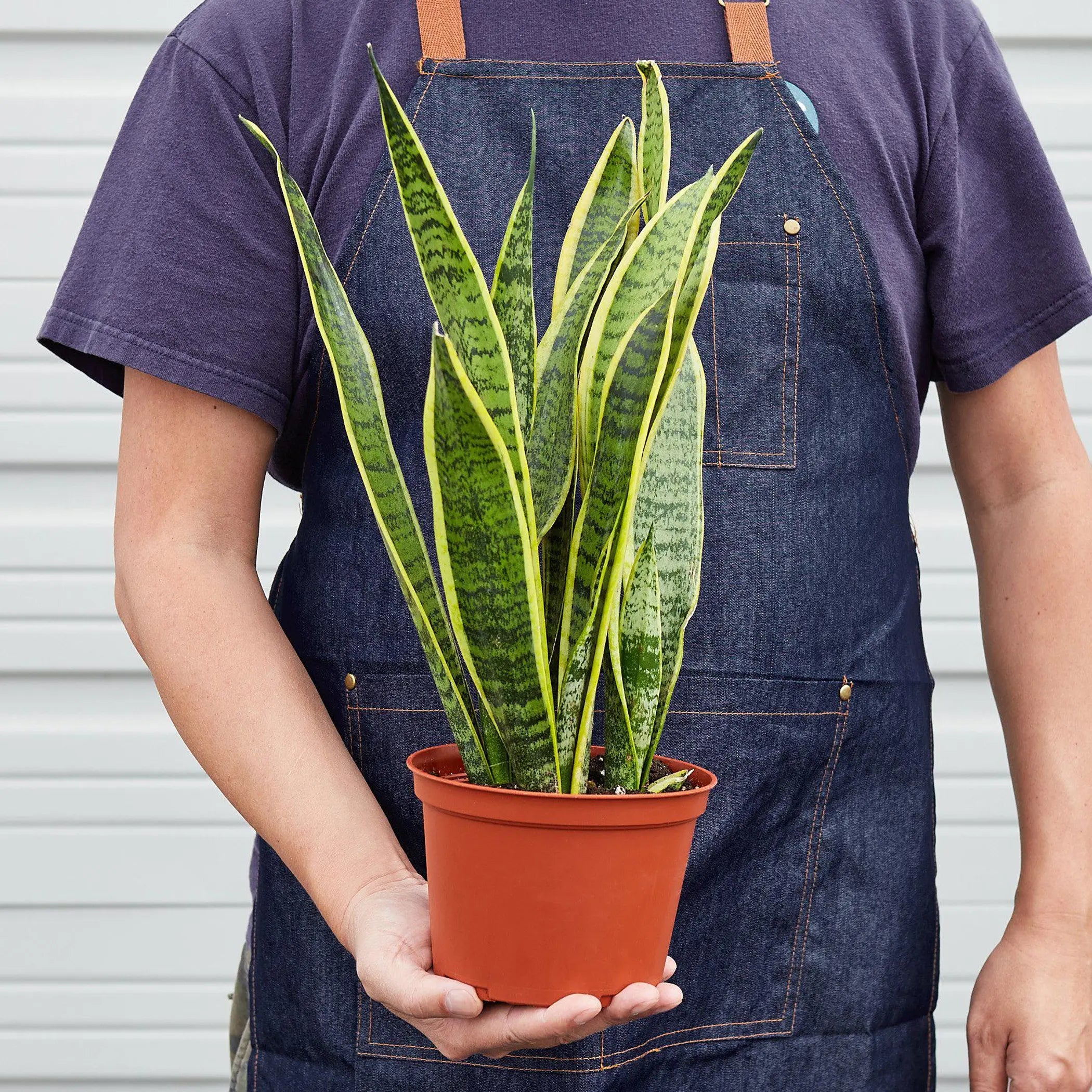 Snake Plant Laurentii House Plant Wholesale