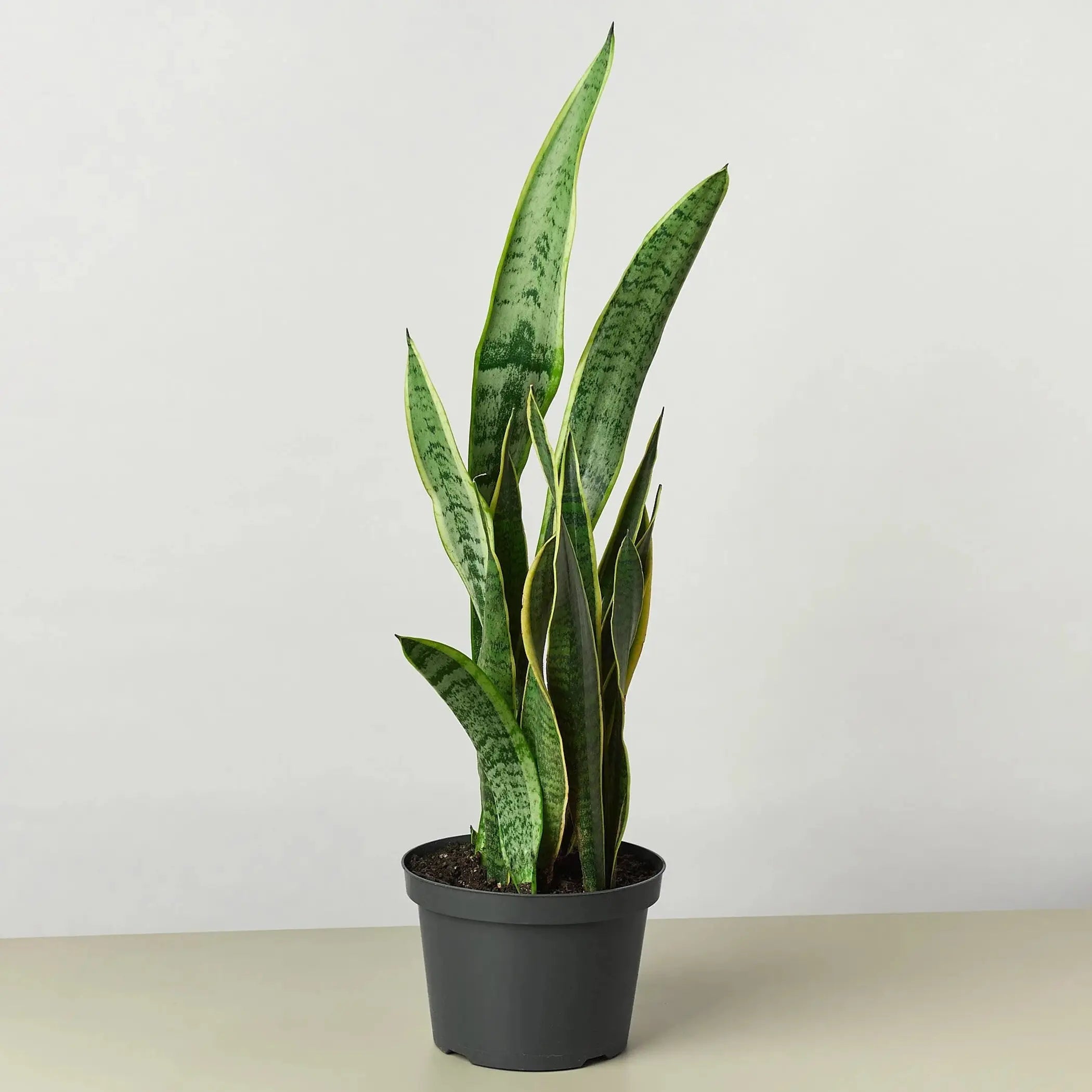 Snake Plant Laurentii House Plant Wholesale