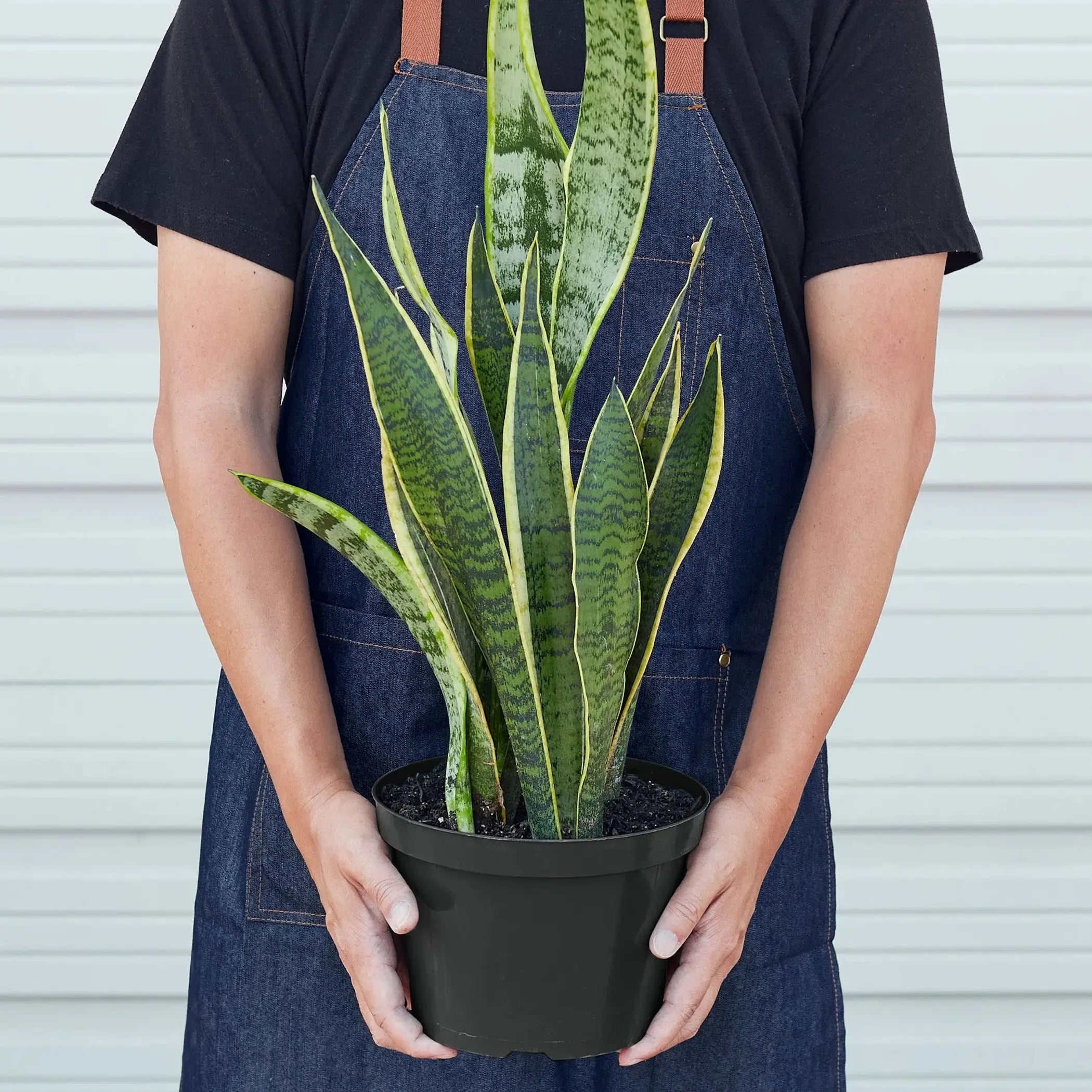 Snake Plant Laurentii House Plant Wholesale