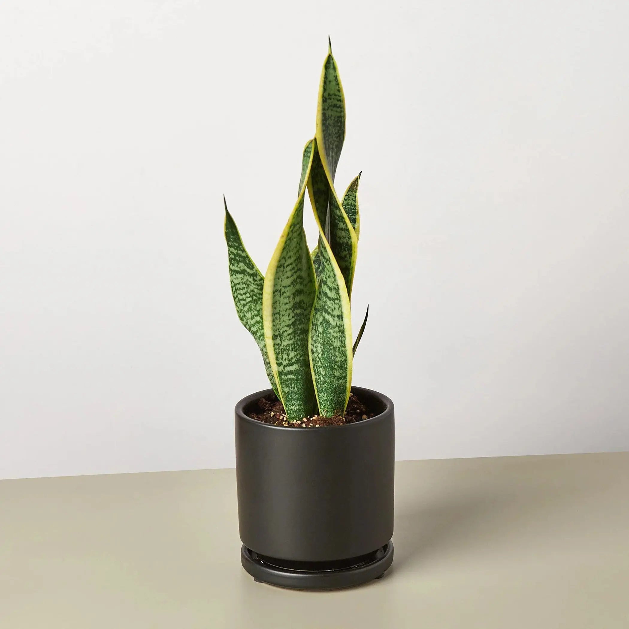 Snake Plant Laurentii House Plant Wholesale