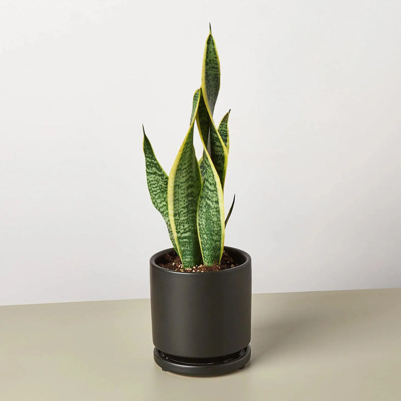Snake Plant Laurentii House Plant Wholesale
