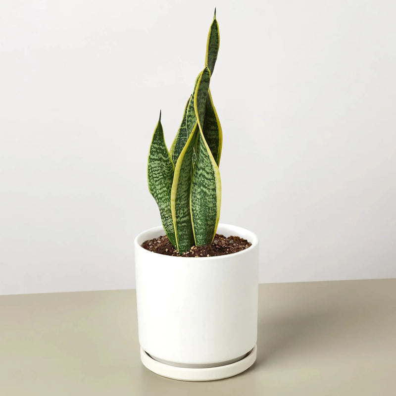Snake Plant Laurentii House Plant Wholesale