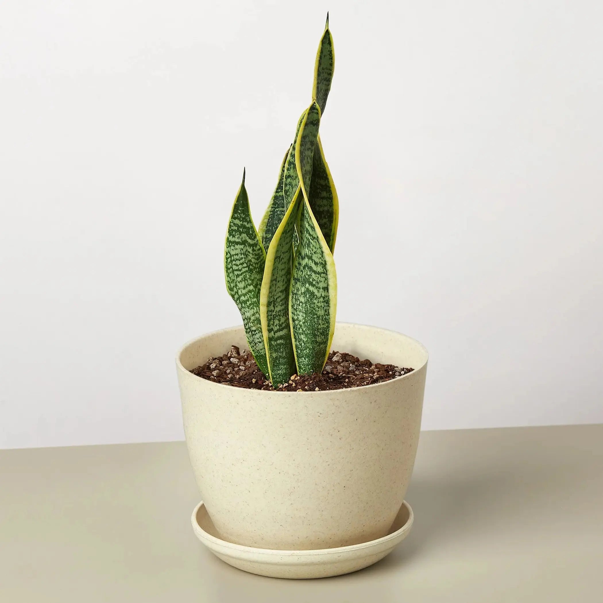 Snake Plant Laurentii House Plant Wholesale