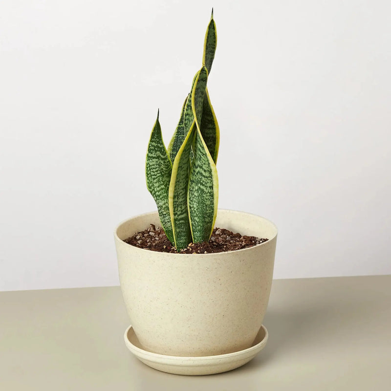 Snake Plant Laurentii House Plant Wholesale