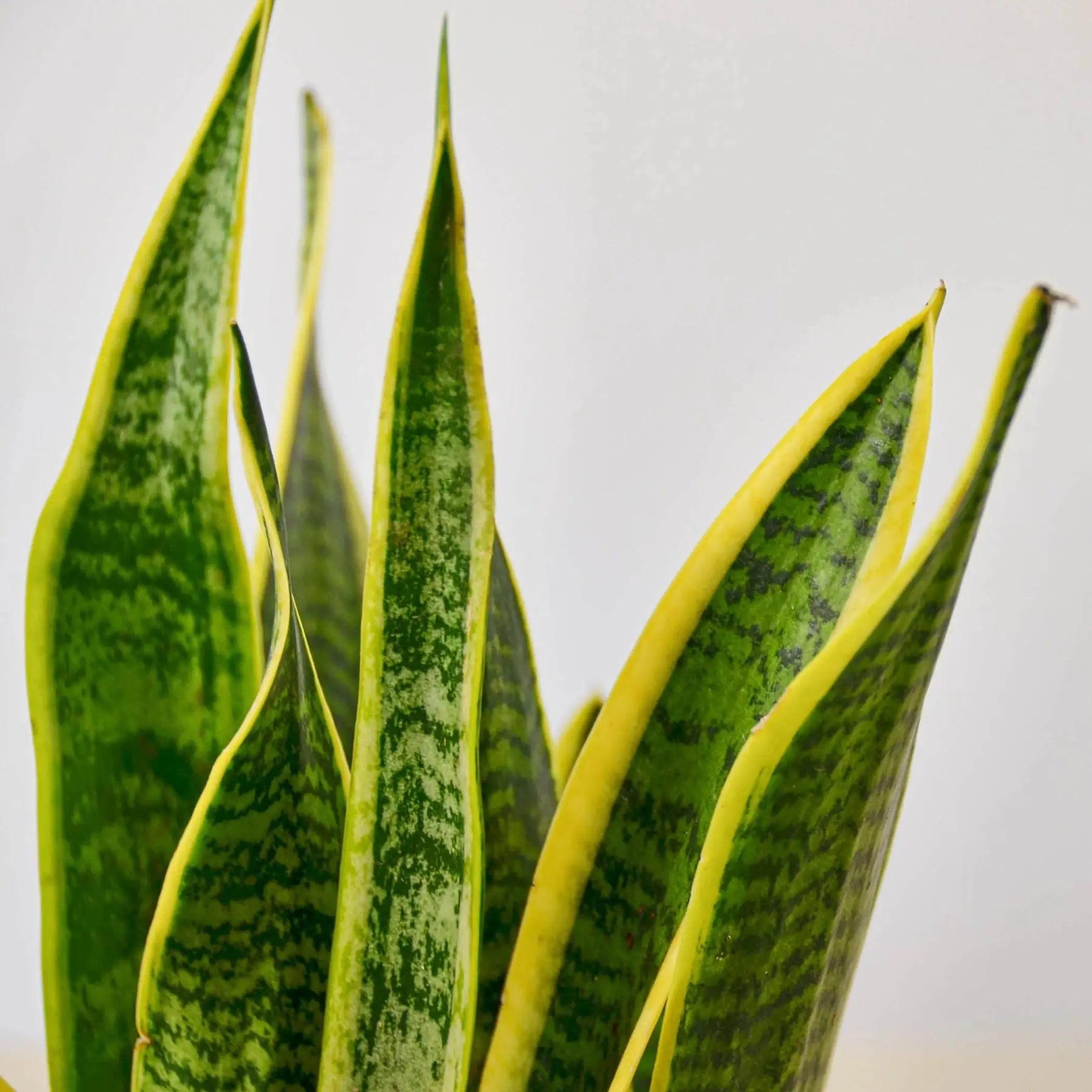 Snake Plant Laurentii House Plant Wholesale
