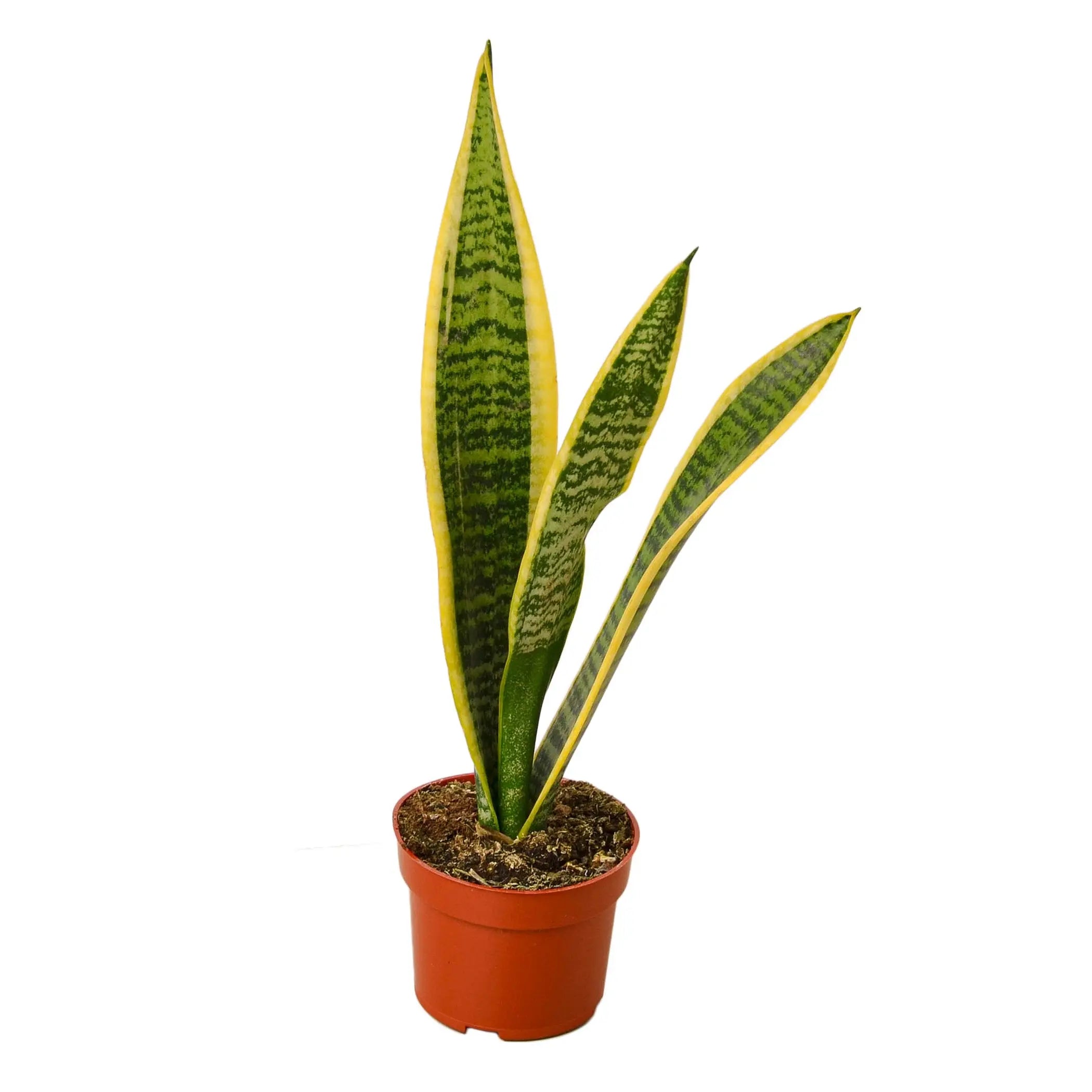 Snake Plant Laurentii House Plant Wholesale