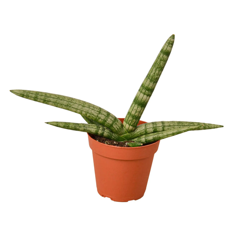 Snake Plant Starfish House Plant Wholesale