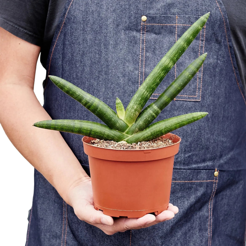 Snake Plant Starfish House Plant Wholesale