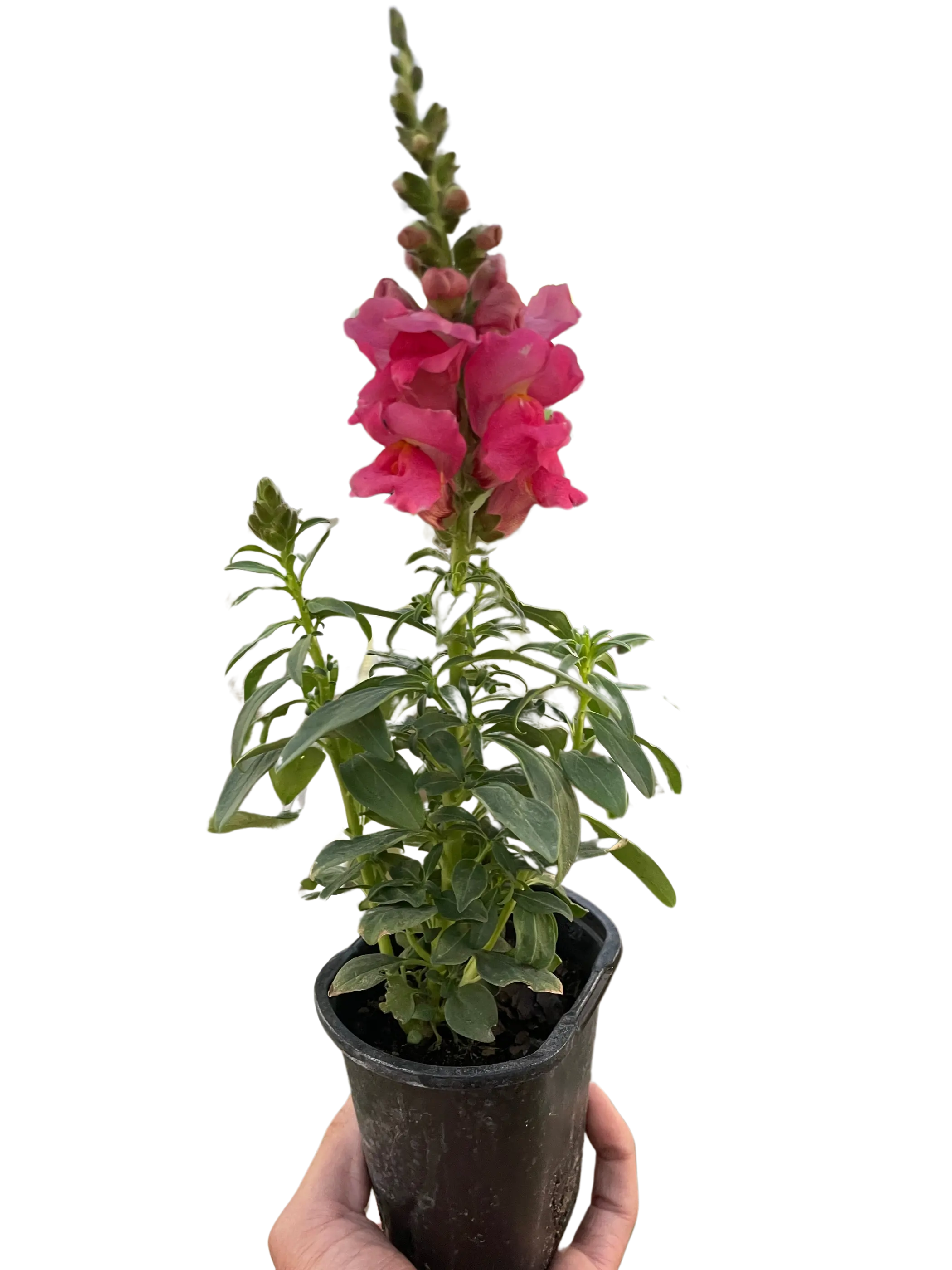 SnapDragon House Plant Wholesale