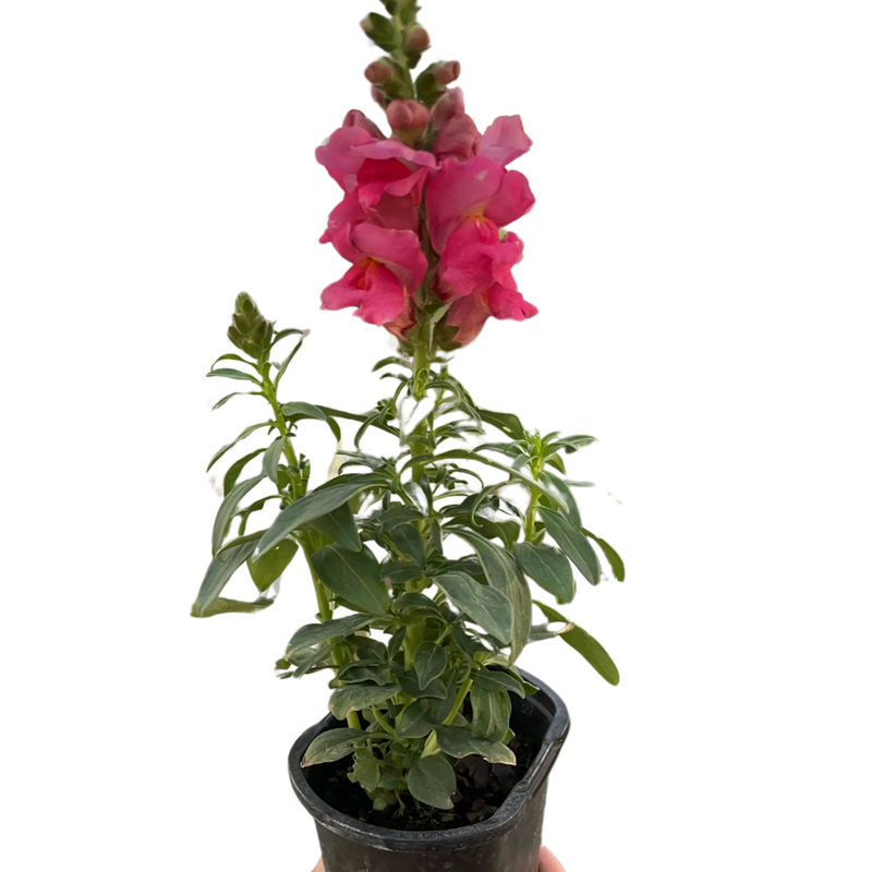 SnapDragon House Plant Wholesale