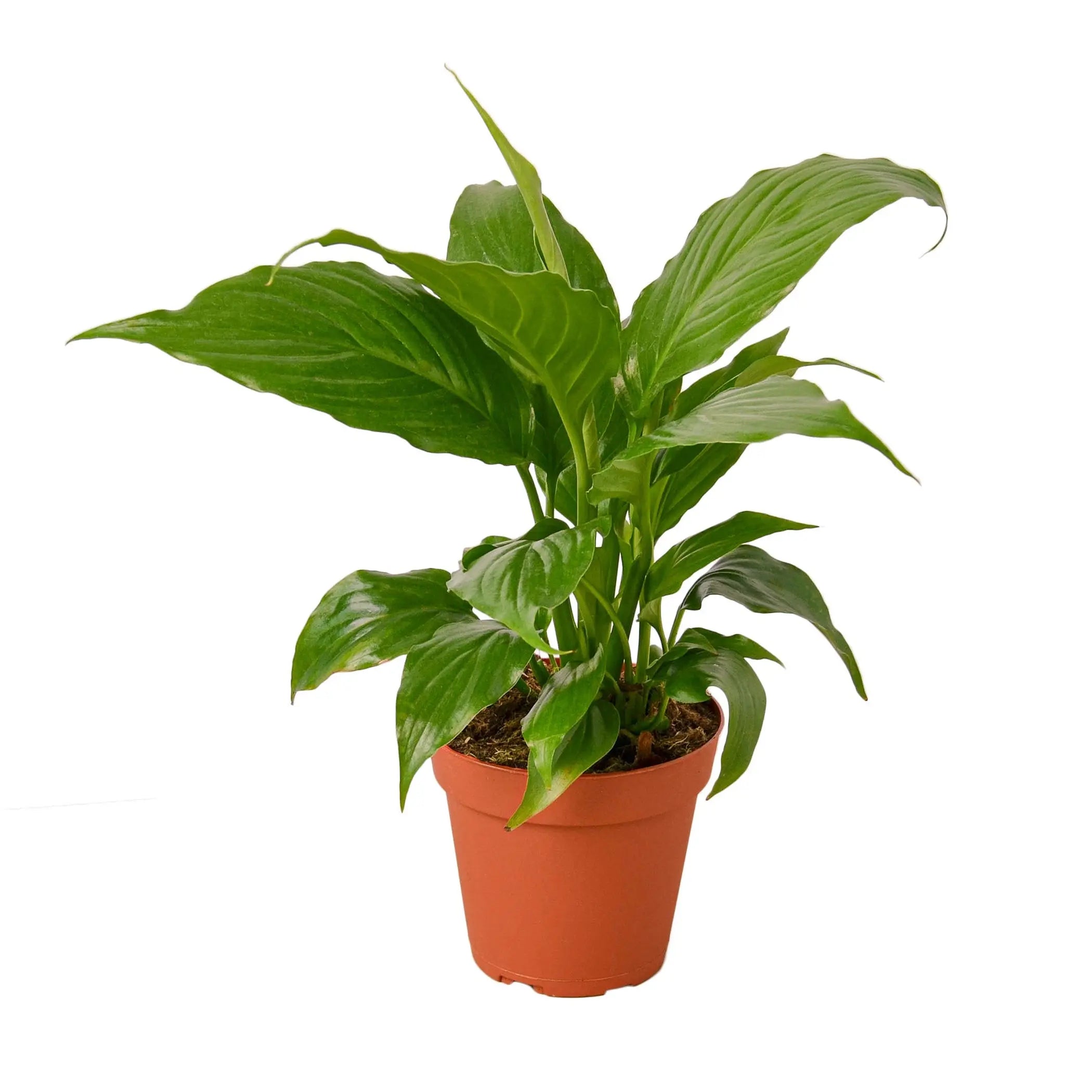 Spathiphyllum 'Peace Lily' House Plant Dropship