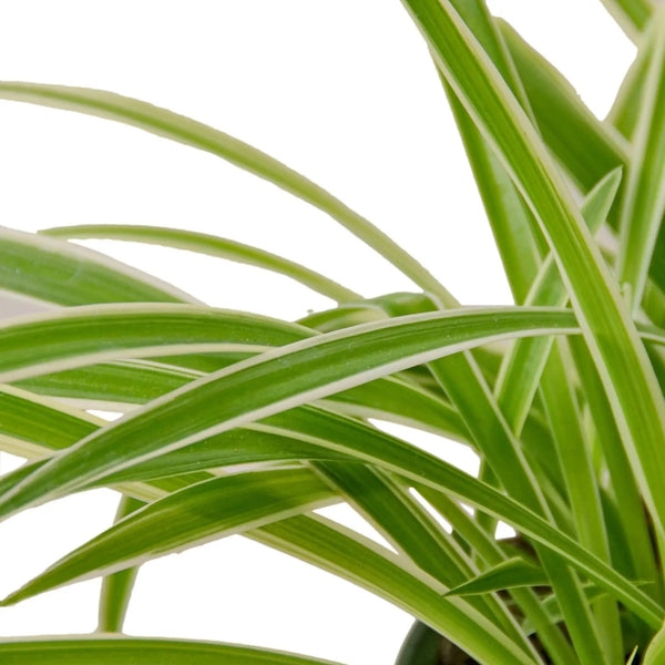 Spider Plant Reverse House Plant Wholesale