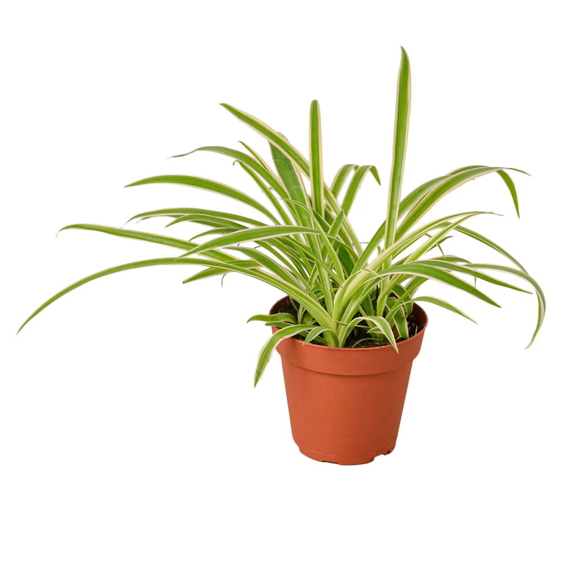 Spider Plant Reverse House Plant Wholesale