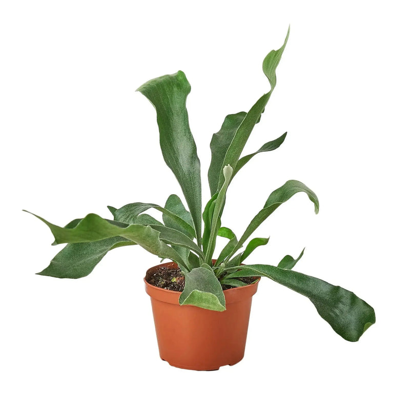 Staghorn Fern House Plant Wholesale