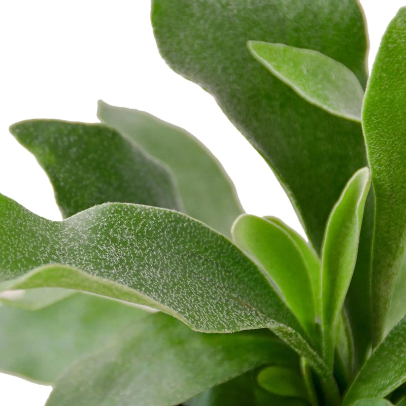 Staghorn Fern House Plant Wholesale
