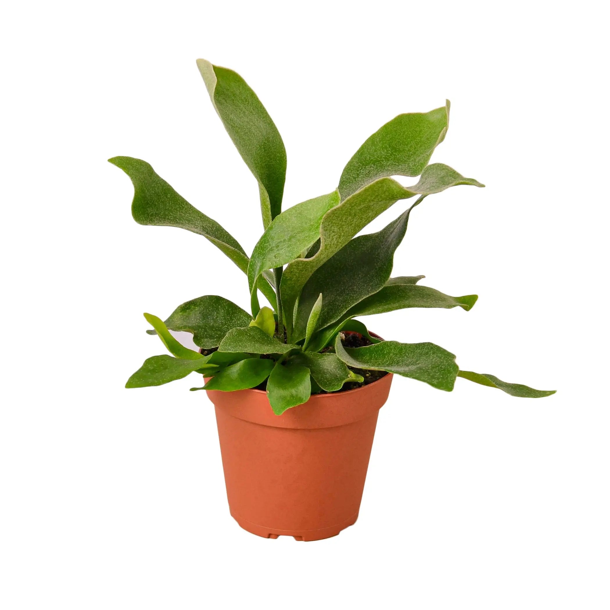 Staghorn Fern House Plant Wholesale