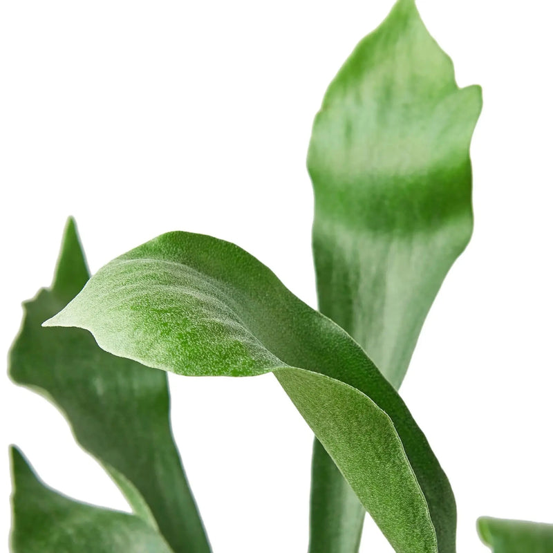 Staghorn Fern House Plant Wholesale