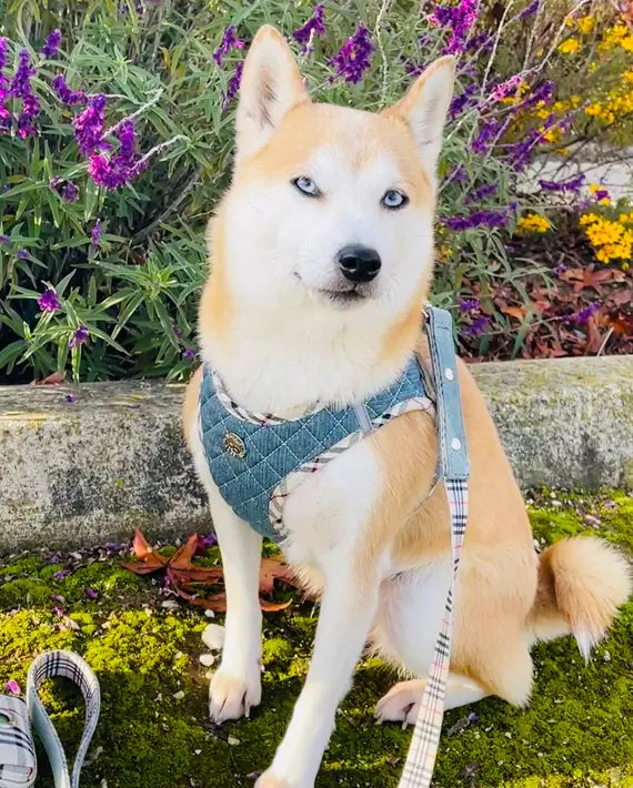 Step-In Denim Harness Urban Dog Stars