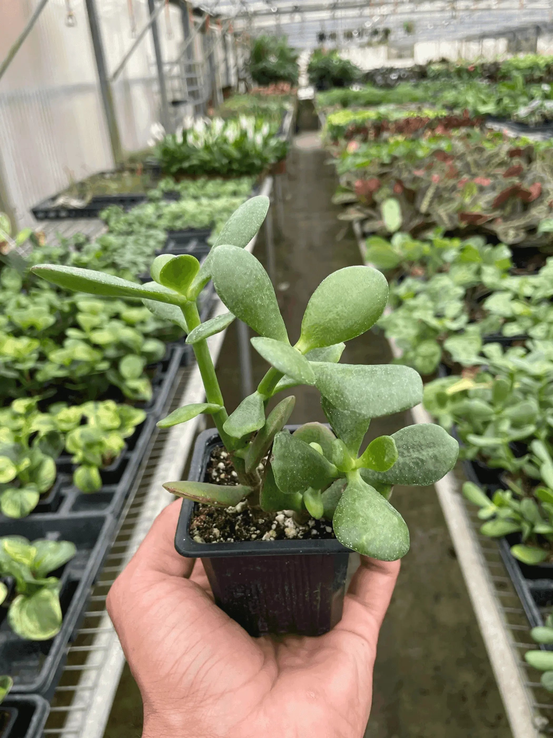 Succulent Crassula 'Jade' House Plant Wholesale