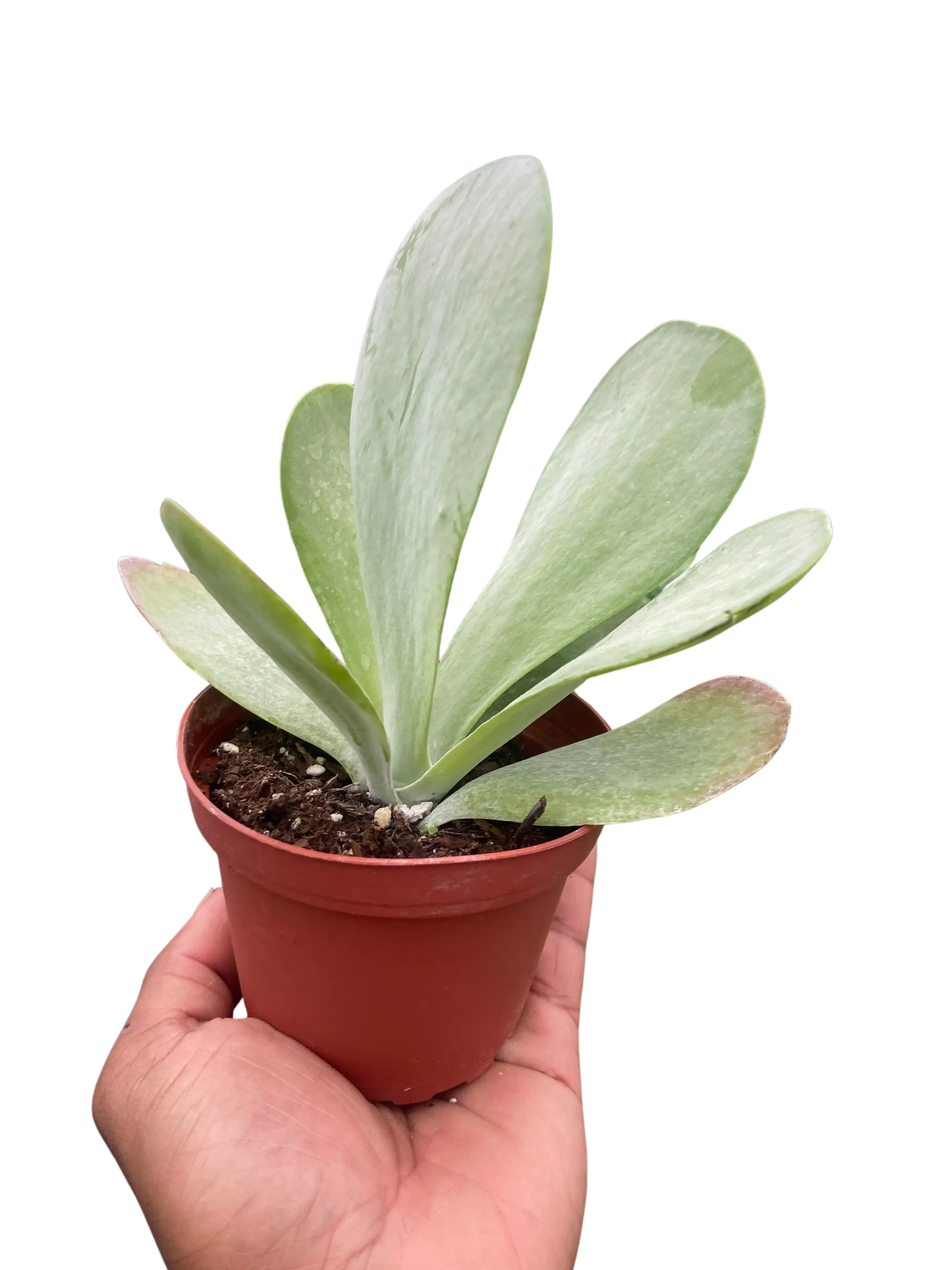 Succulent Kalanchoe 'Flap Jack' House Plant Wholesale