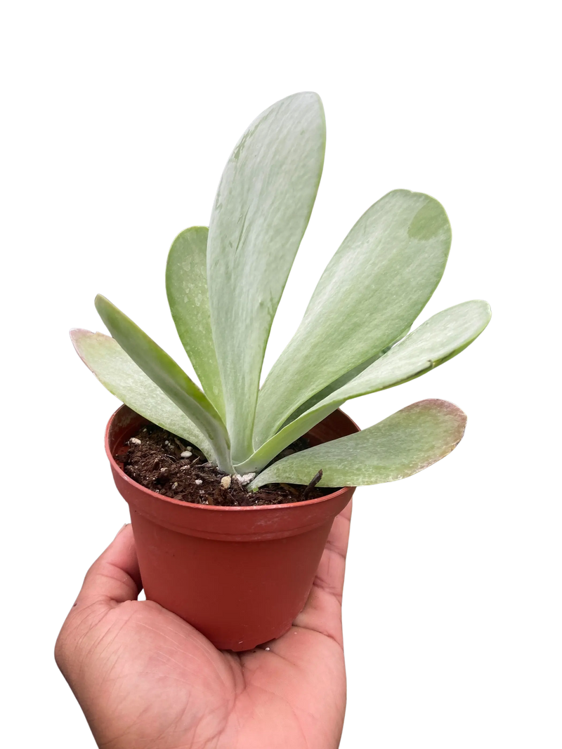 Succulent Kalanchoe 'Flap Jack' House Plant Wholesale