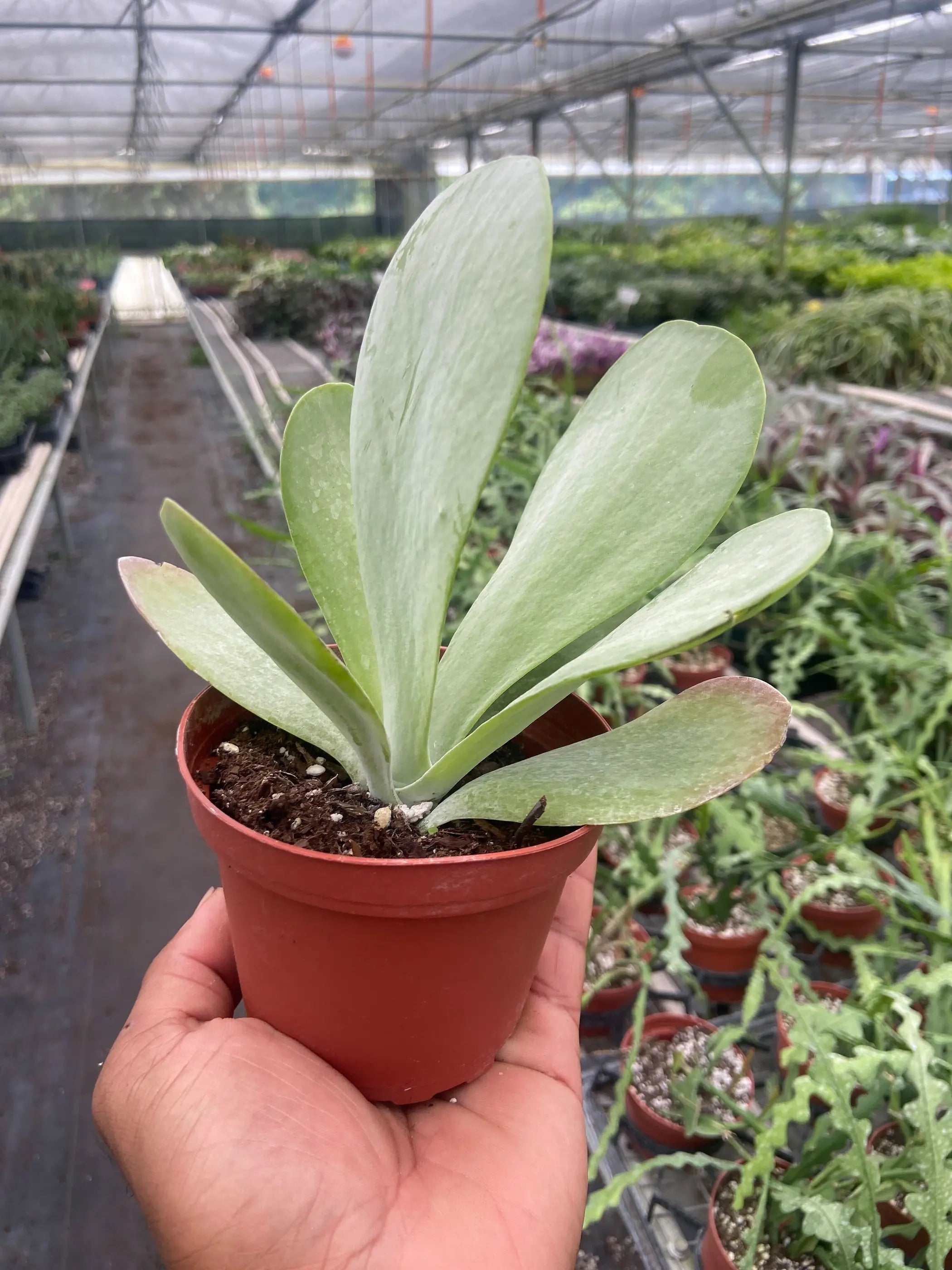 Succulent Kalanchoe 'Flap Jack' House Plant Wholesale