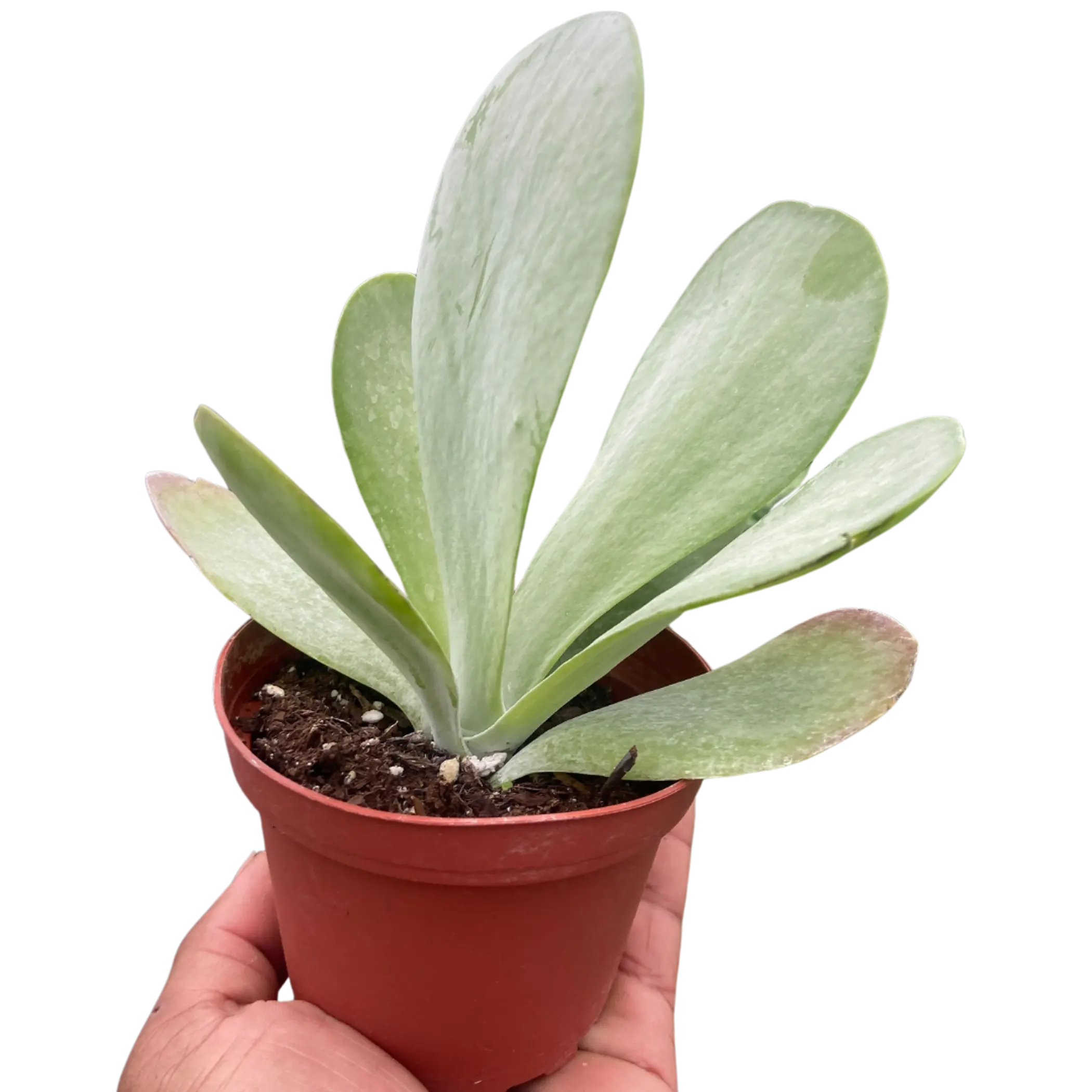 Succulent Kalanchoe 'Flap Jack' House Plant Wholesale