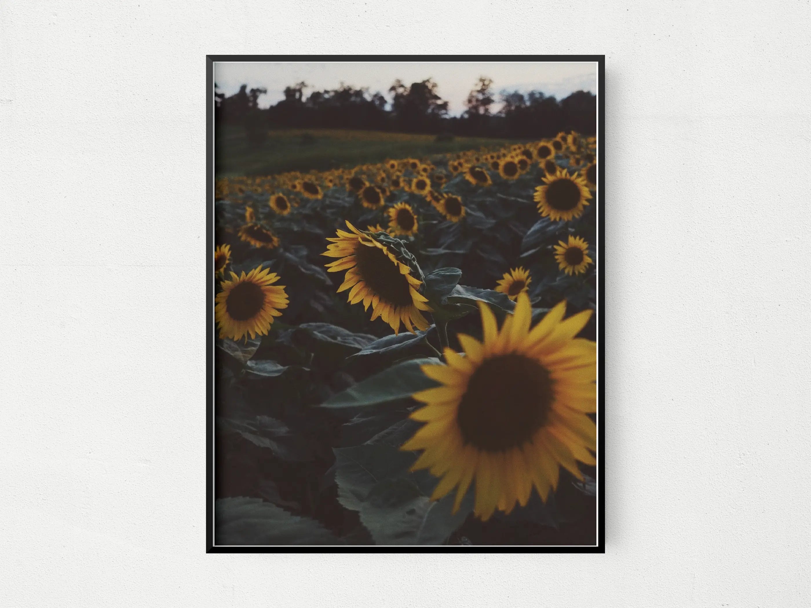 Sunflowers The Crafted Prints