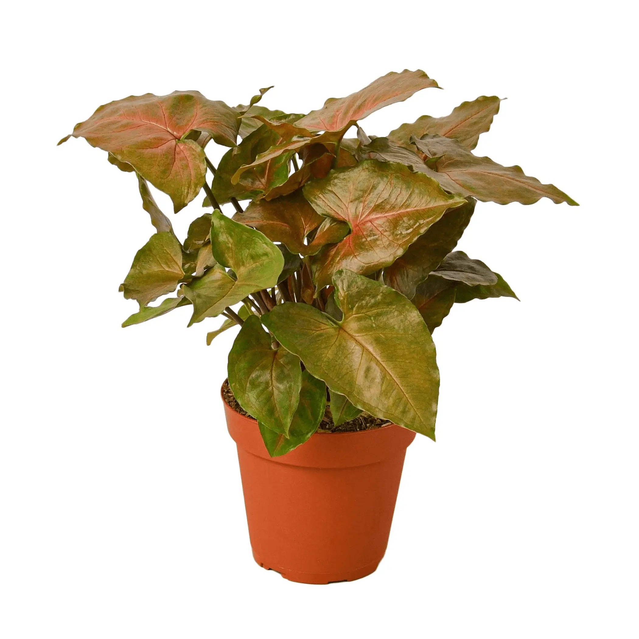 Syngonium Merry House Plant Dropship
