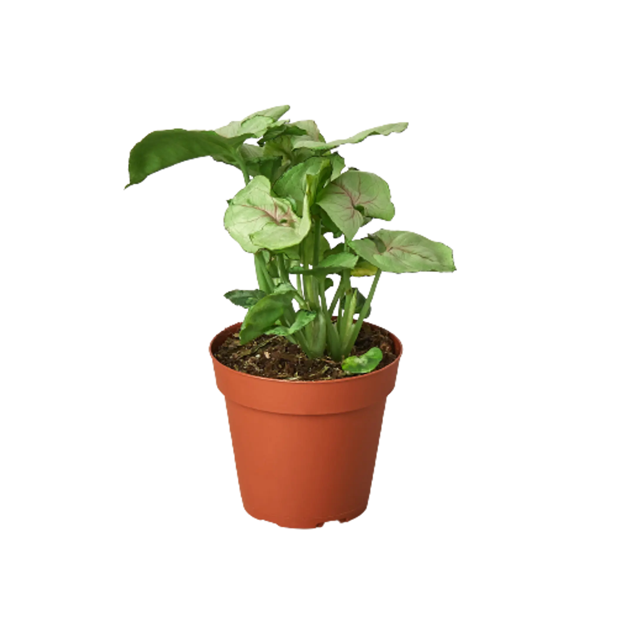 Syngonium Roxanna - 4" Pot House Plant Dropship